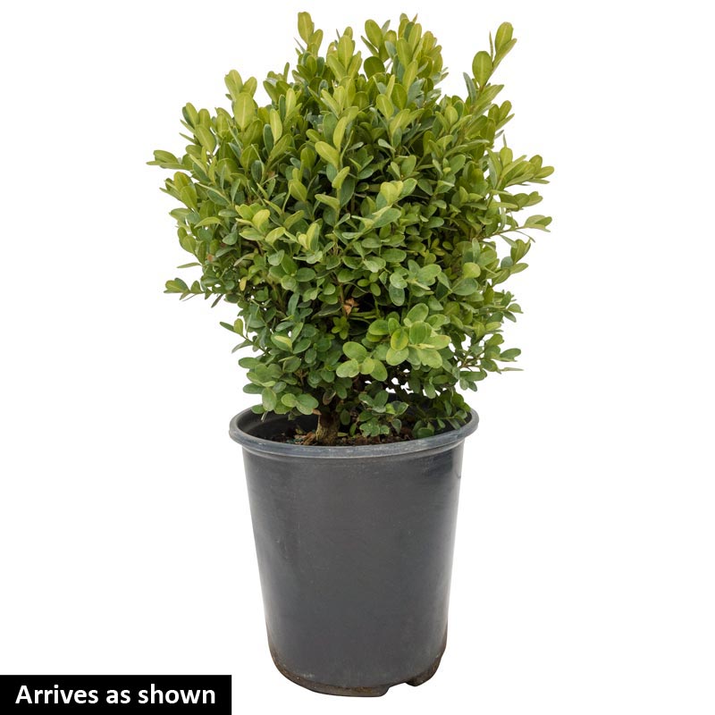 English Dwarf Boxwood Spring Hill Nurseries