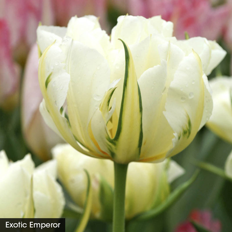 Tulipmania - Tulip Cutting Collection