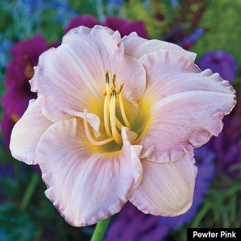 Reblooming Daylily Collection