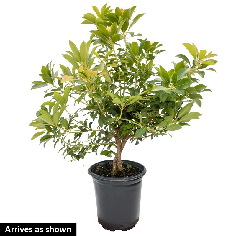 Buy Passion Frost Pieris Japonica, Free Shipping