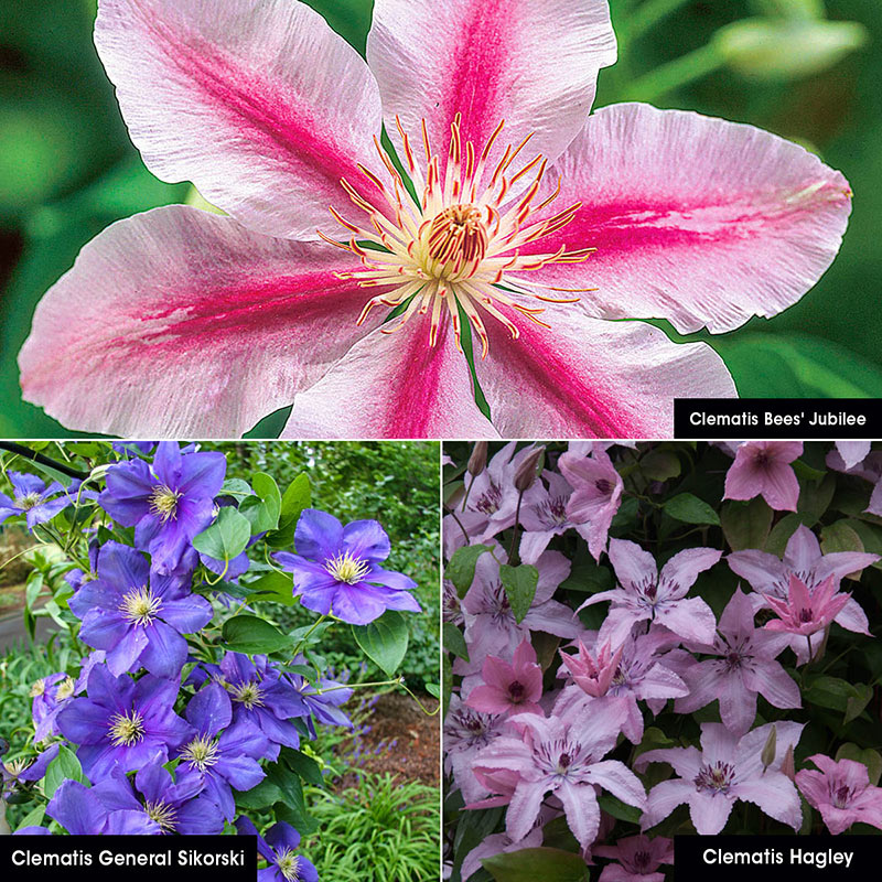 All Summer Clematis Collection Shop Vines Spring Hill
