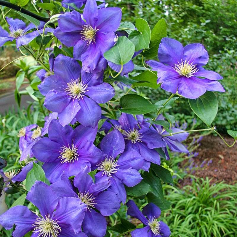 All Summer Clematis Collection Shop Vines Spring Hill