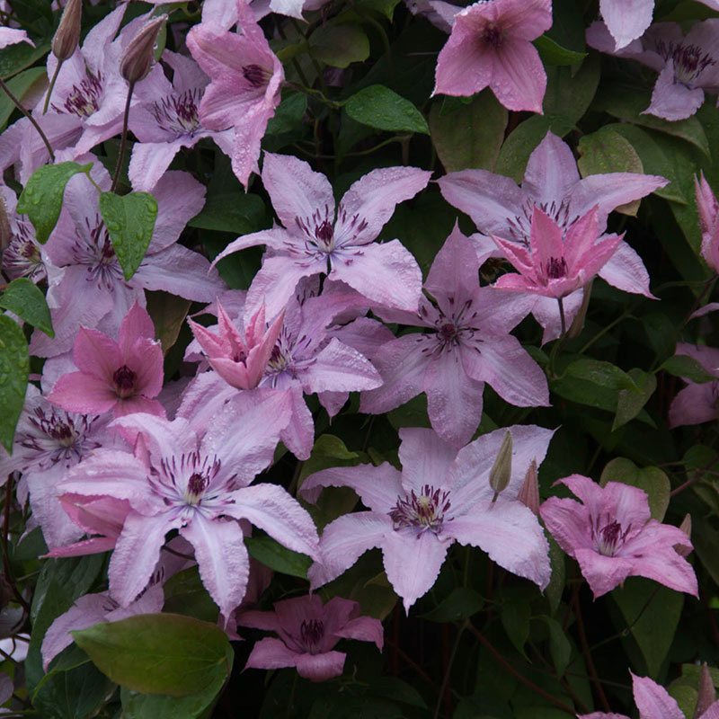 All Summer Clematis Collection | Shop Vines | Spring Hill