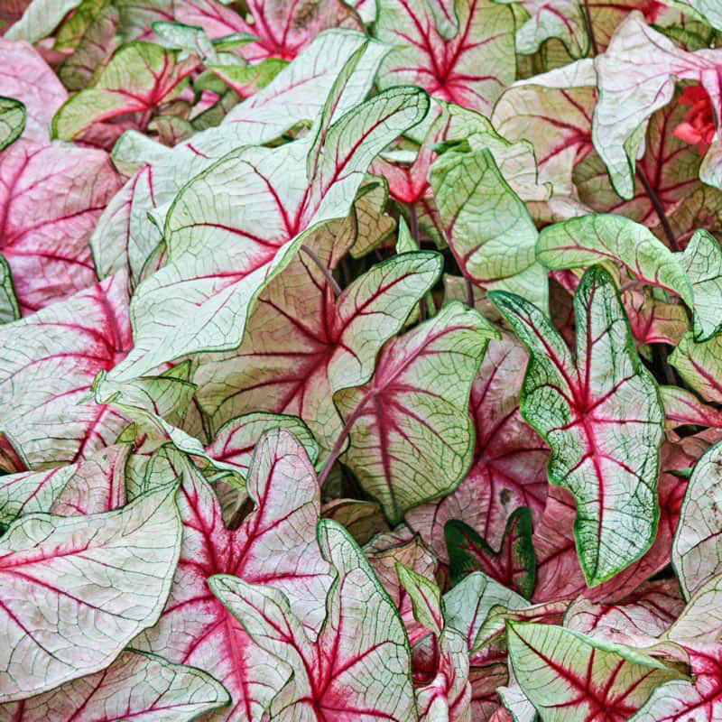 "White Queen Caladiums"  Large Bulbs for Spectacular Blooms * 3 