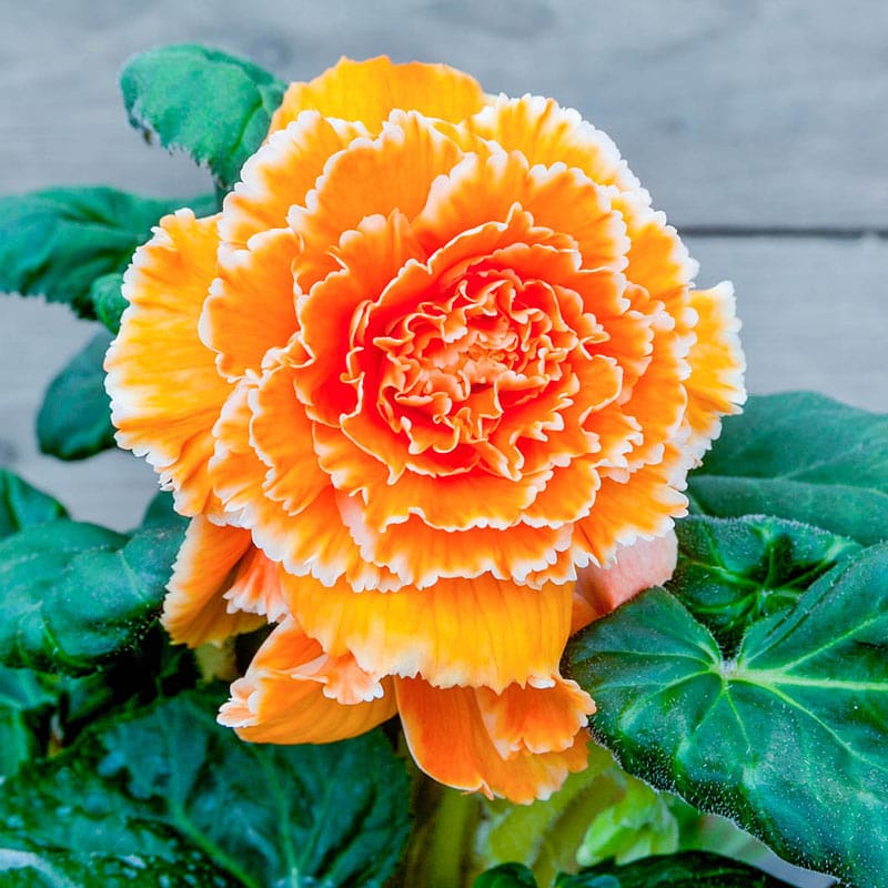 Lace Apricot Begonia
