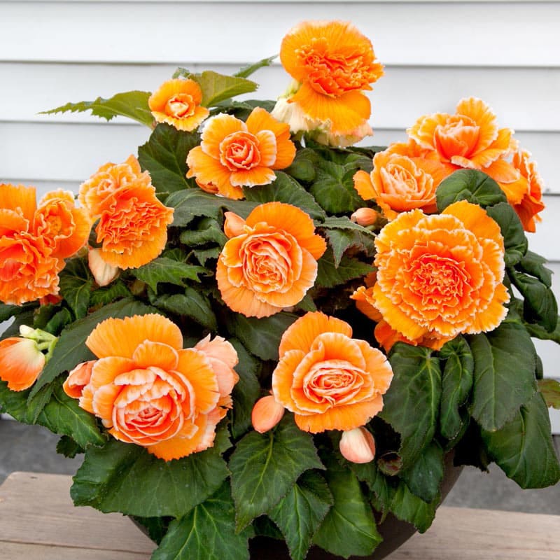 Lace Apricot Begonia