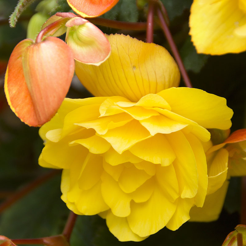 Yellow Pendula Begonia