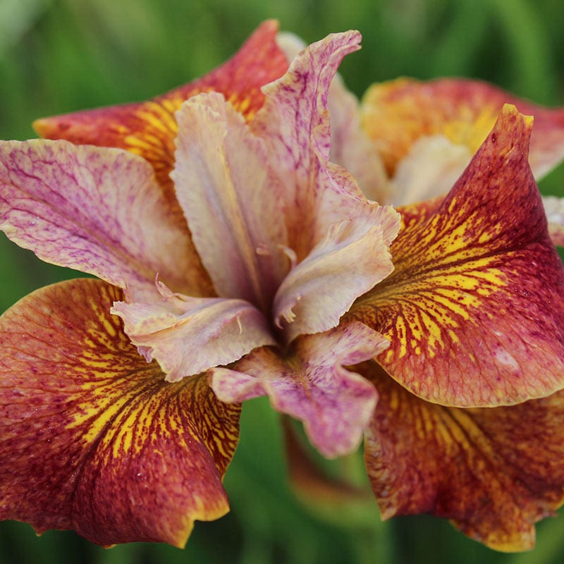 Paprikash Siberian Iris