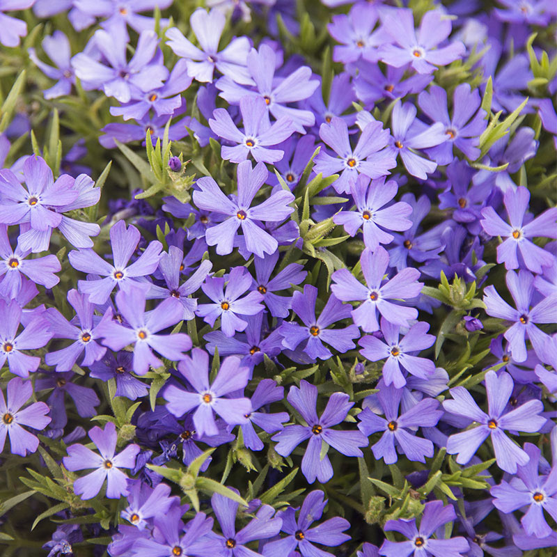 Violet Pinwheels Phlox – Groundcover | Spring Hill Nurseries