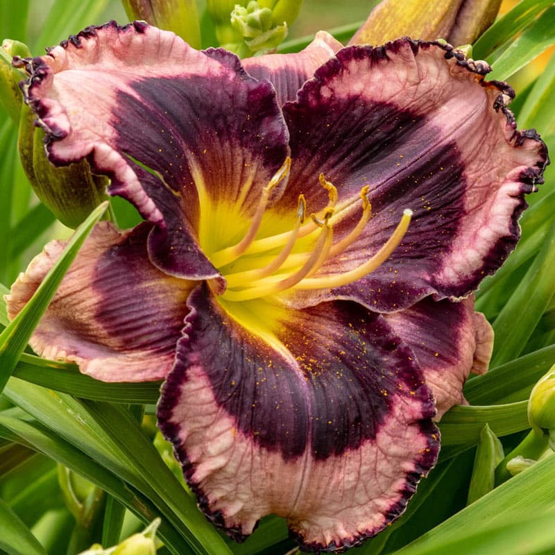 Storm Shelter Reblooming Daylily Proven Winners