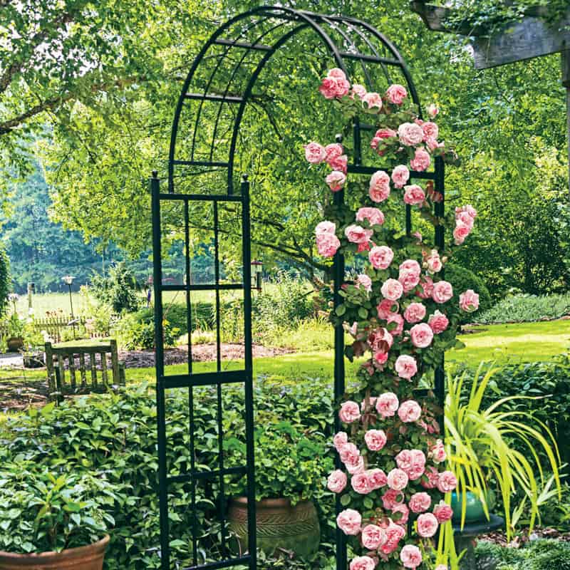 Pearly Gates™ Climbing Rose