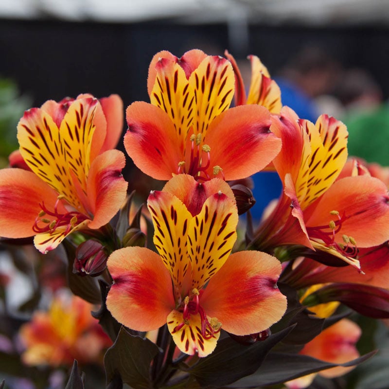 Indian Summer Peruvian Lily
