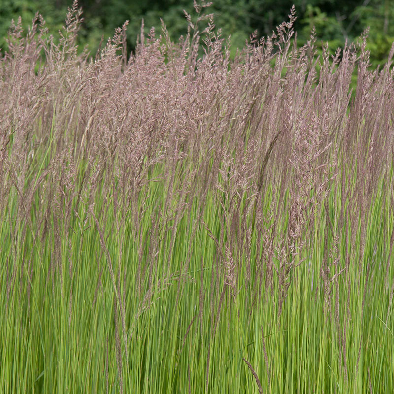 Feather Reed Grass Landscaping