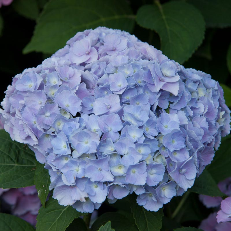 Homigo Hydrangea | Spring Hill Nurseries