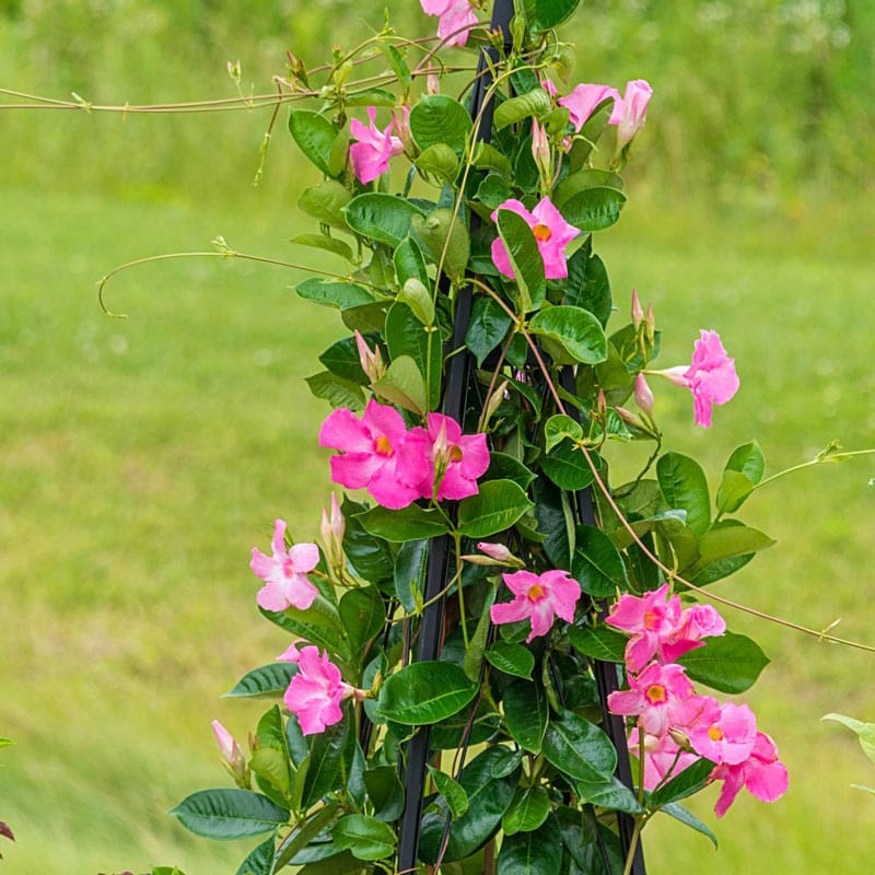 Pink Mandevilla Plant with Trellis Live Plant in a 10 Inch Pot Beautiful Flowering Easy Care Vine for The Patio and Garden