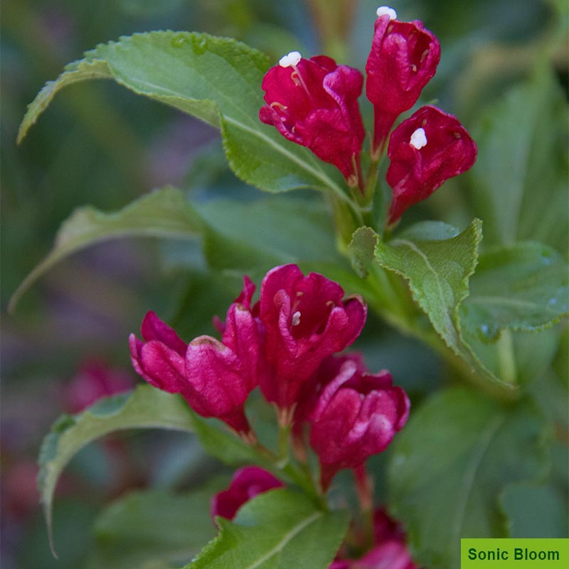 Weigela Collection –Flowering Shrubs | Spring Hill Nurseries