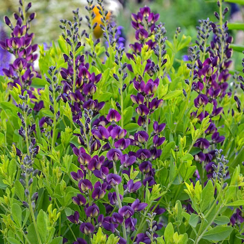 Baptisia Sampler 