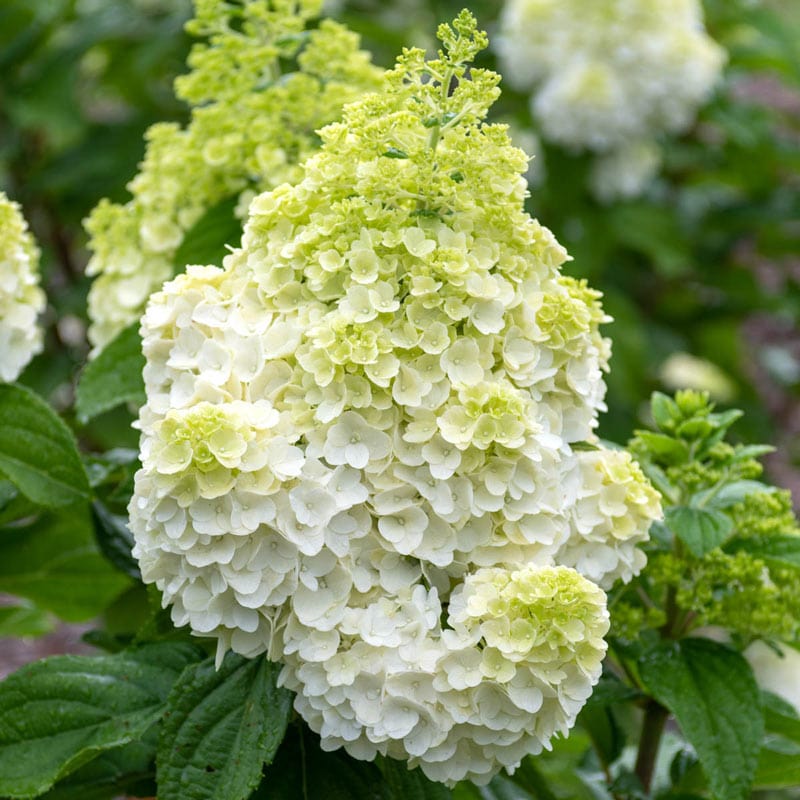 Image of Close-up of Hydrangea Moonrock flowers