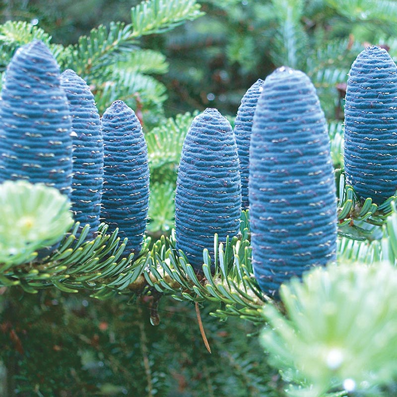 50pcs Abies koreana Korean Fir Tree Seeds Blue Cones Decorative Garden Evergreen 