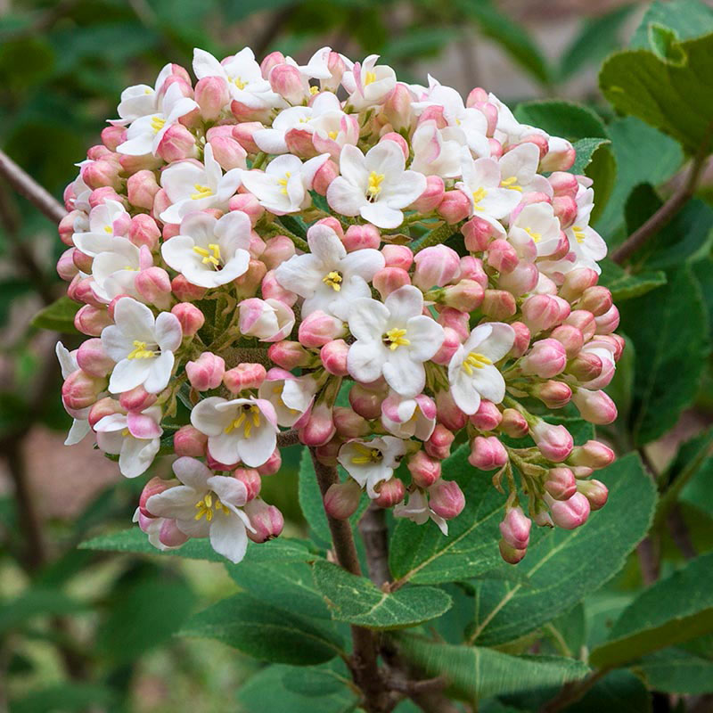 Burkwood Viburnum Spring Hill Nurseries