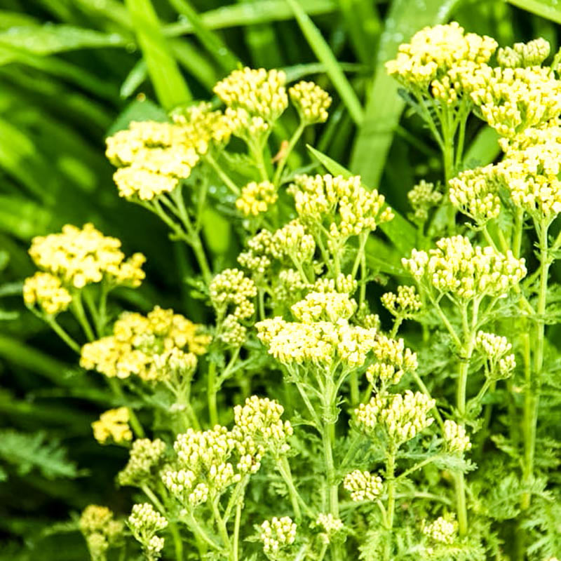 Sunny Seduction Yarrow | Spring Hill Nurseries