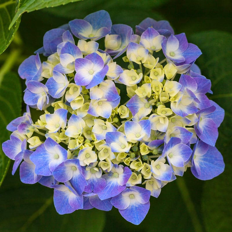 Let's Dance<sup>®</sup> Blue Jangles<sup>®</sup> Reblooming Hydrangea