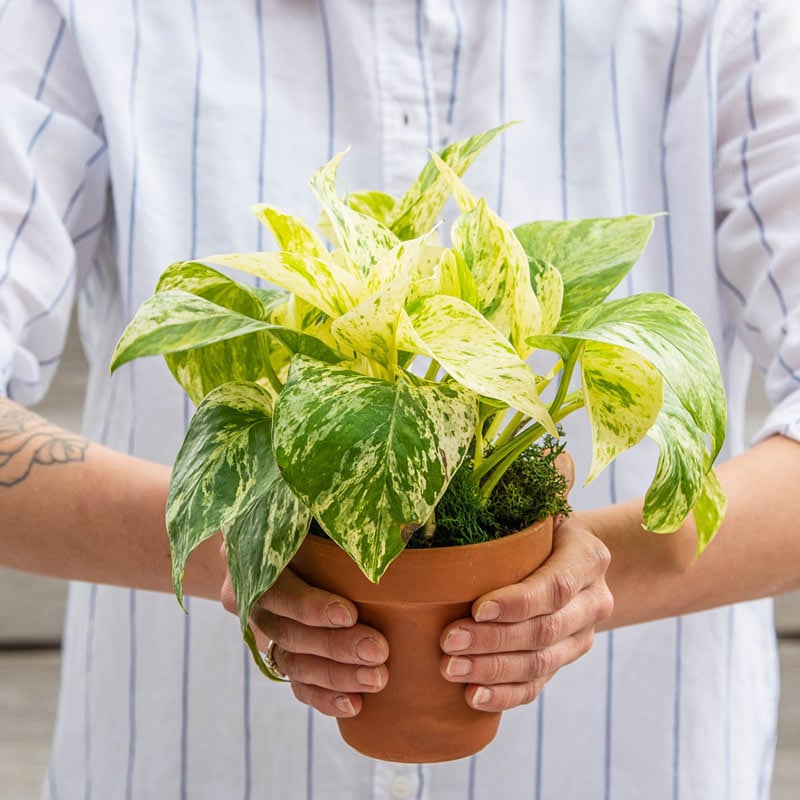 Marble queen plant care