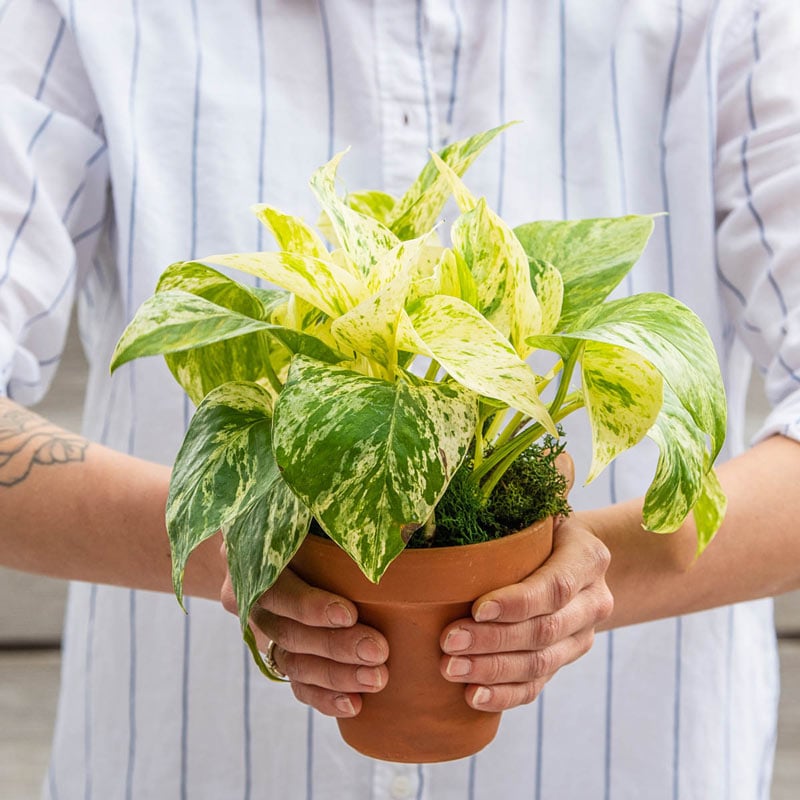 National Plant Network 6 in. Marble Queen Pothos Plant in Grower Container (1-Piece)