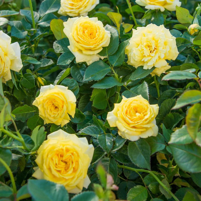 Yellow Freedom Rose