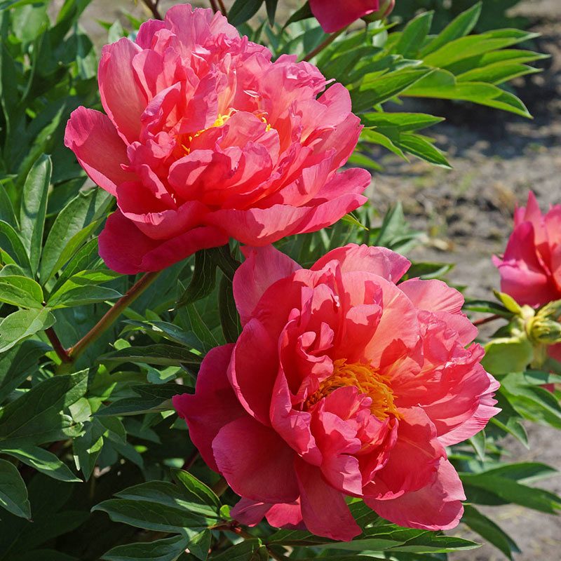 New Millennium Itoh Peony– Shop Perennials | Spring Hill