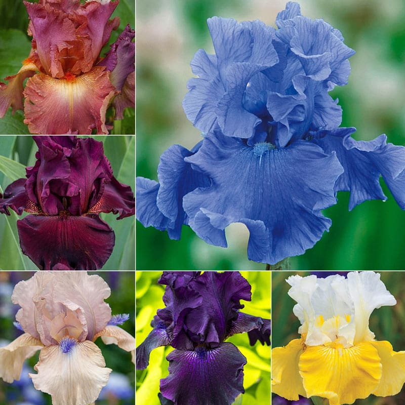 Two Months of Flowers Iris Collection