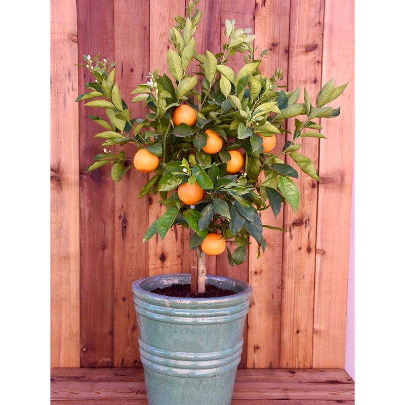 Washington Navel Semi-Dwarf Orange Tree