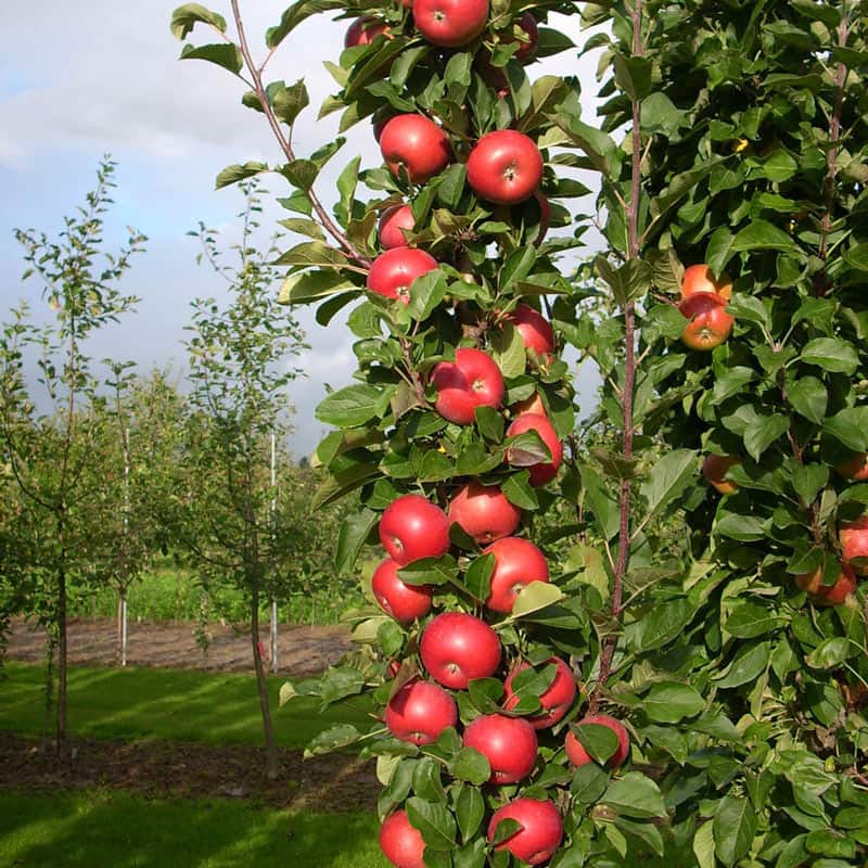 Tasty Red™ Urban Apple<sup>®</sup> Tree