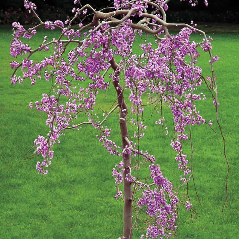 Lavender Twist<sup>®</sup> Weeping Redbud Tree