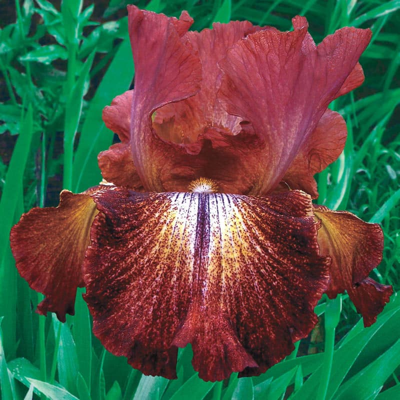 Paprika Fono's Reblooming Iris