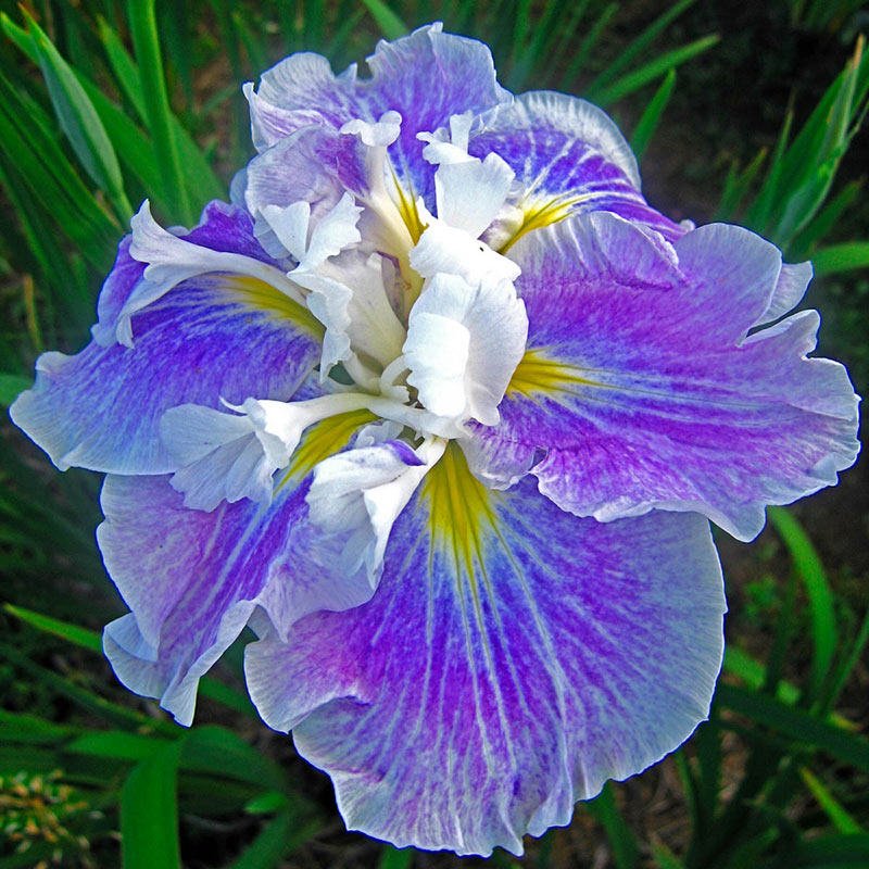 Catch The Fever - $12.00 : South Jersey Iris, Your Source for Premium Iris