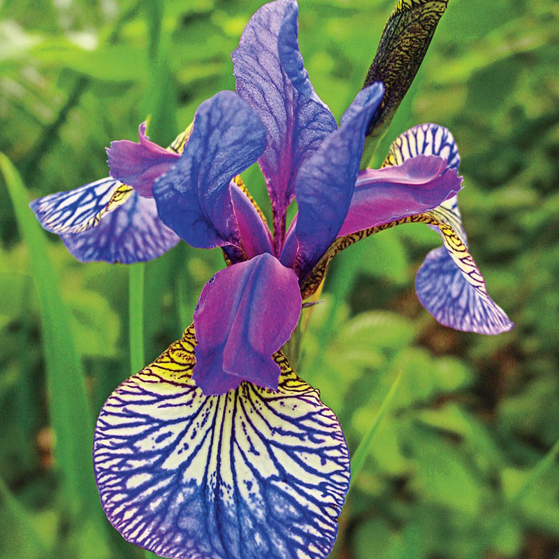 Catch The Fever - $12.00 : South Jersey Iris, Your Source for Premium Iris