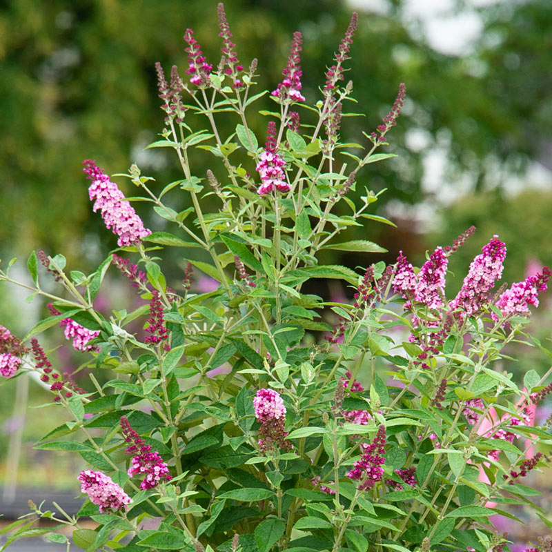 Perfect Pyramid Butterfly Bush