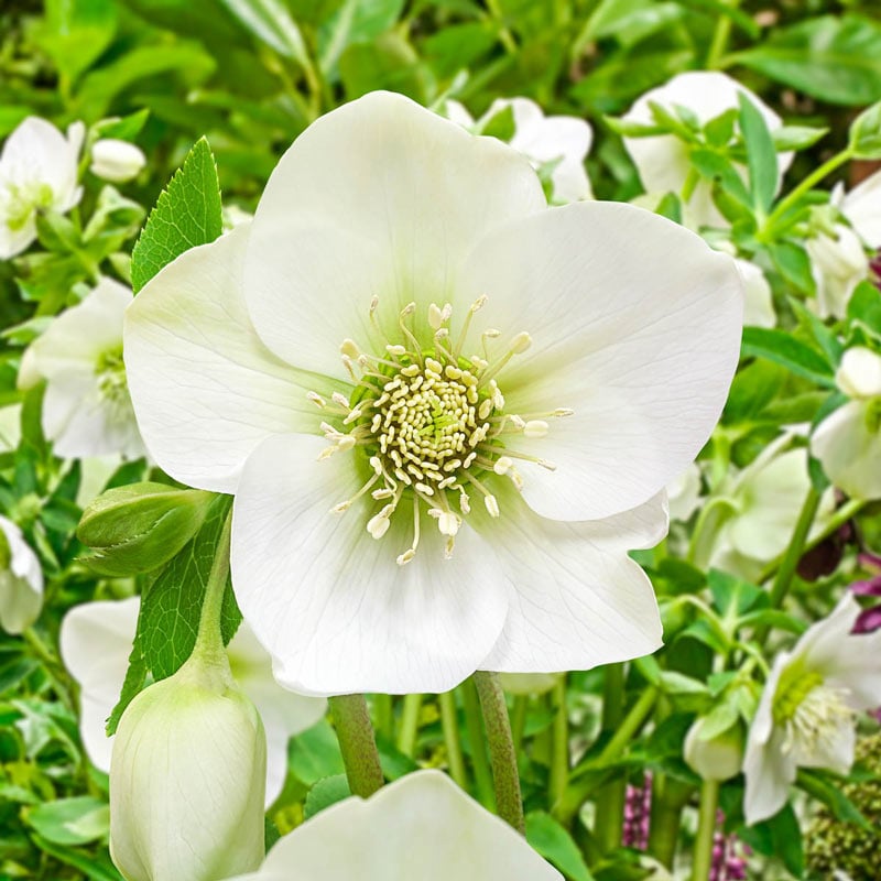 King Double White Lenten Rose