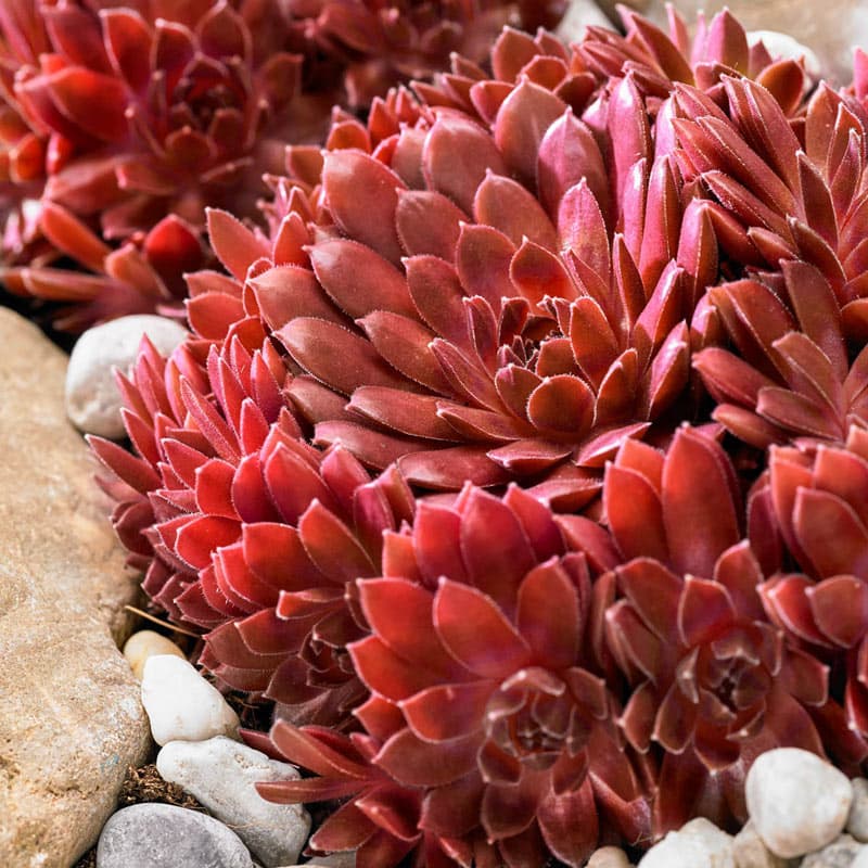 Coral Red Hens & Chicks