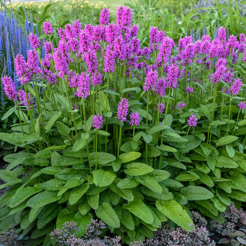 Image of Stachys (Hummelo betony) plant