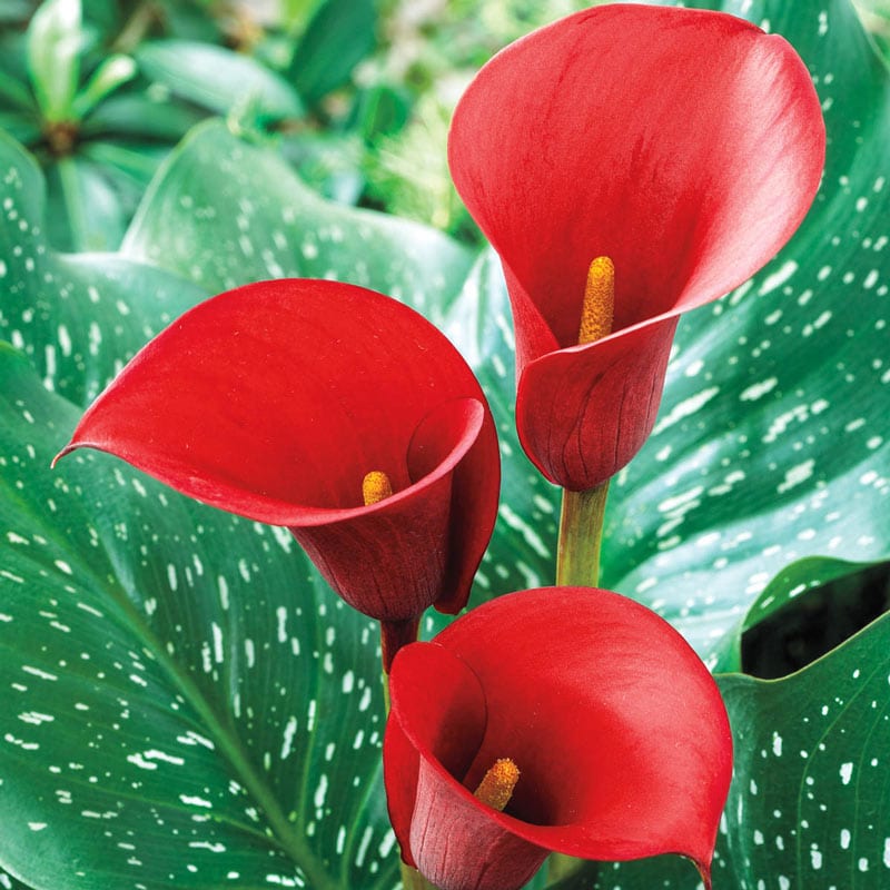 Red Alert<sup>®</sup> Calla Lily