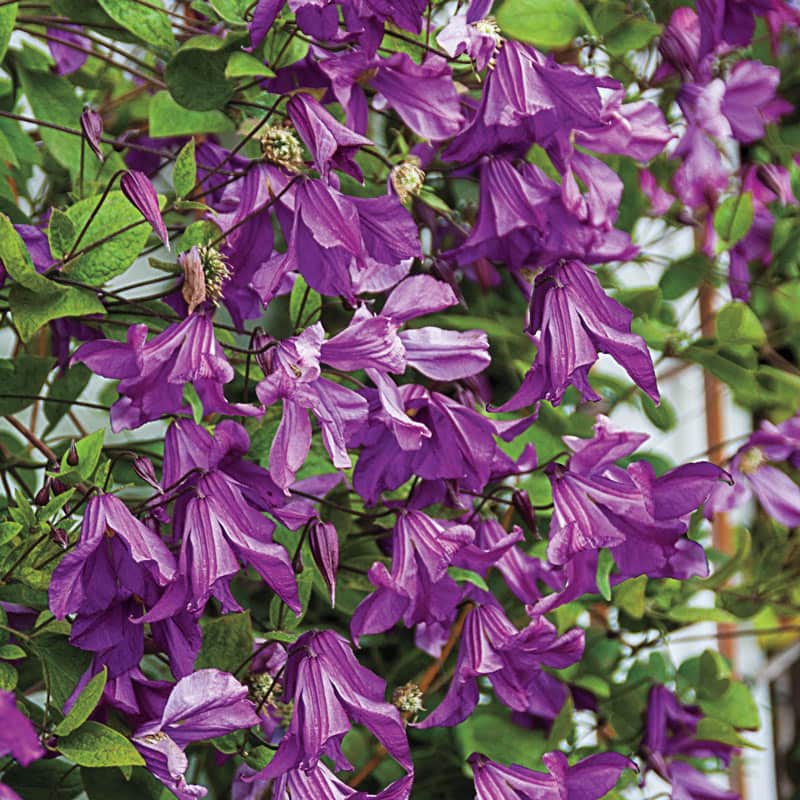 Clematis Memory of the Heart