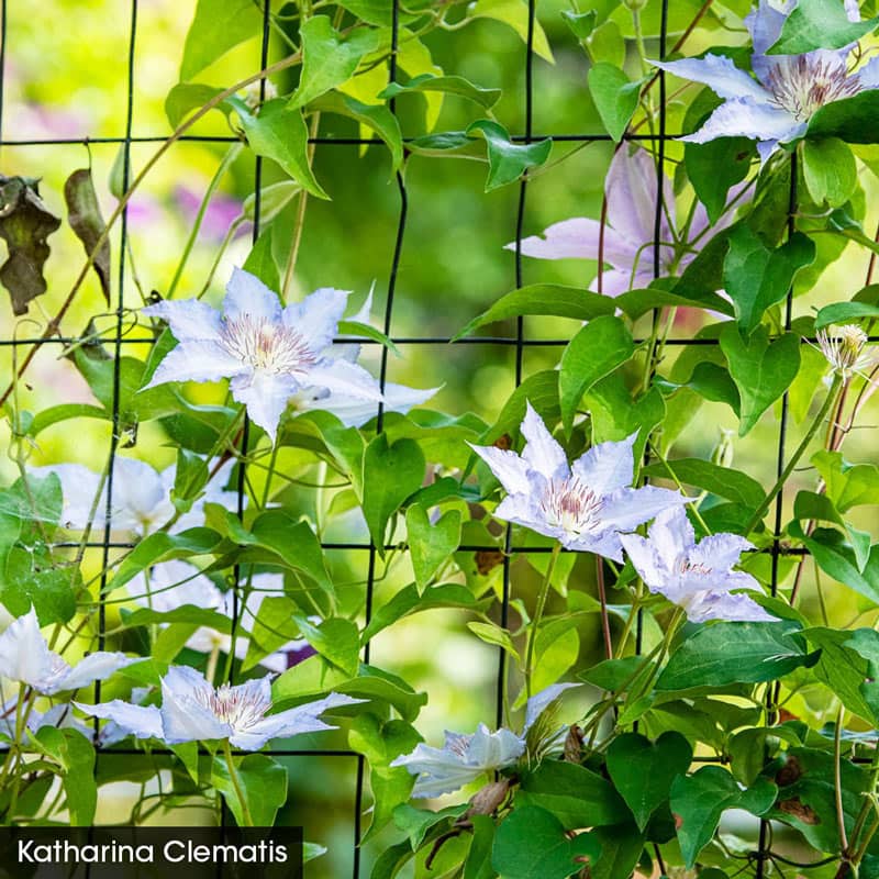 Perfect for Patio Clematis Collection