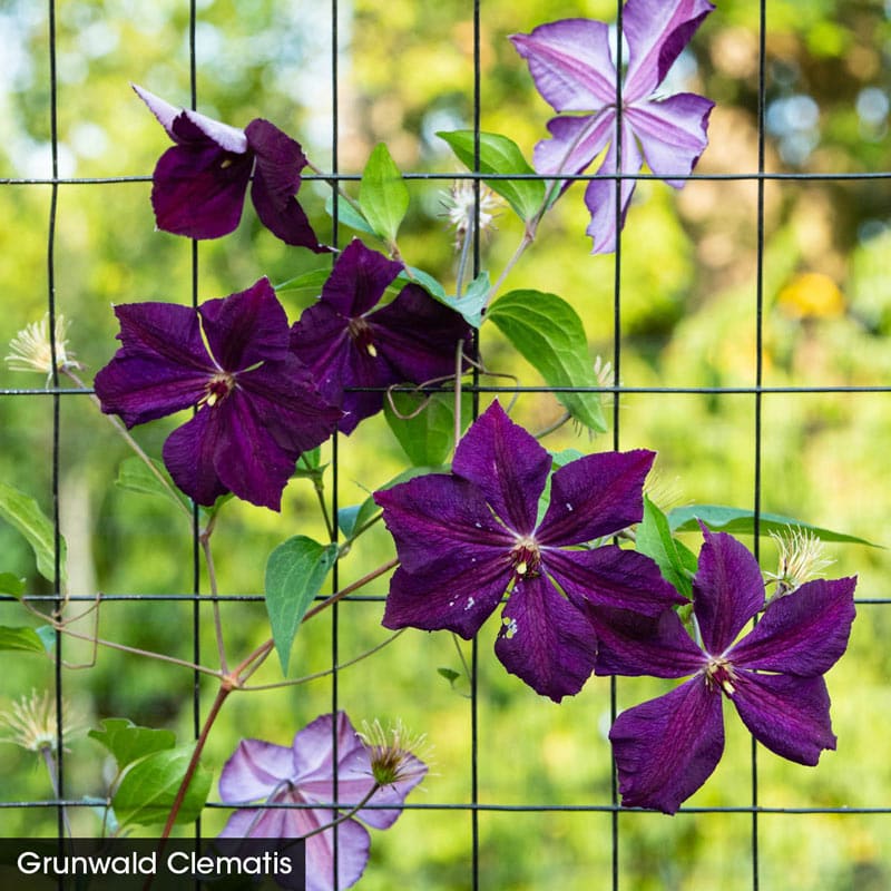 Wall of Flowers Clematis Collection