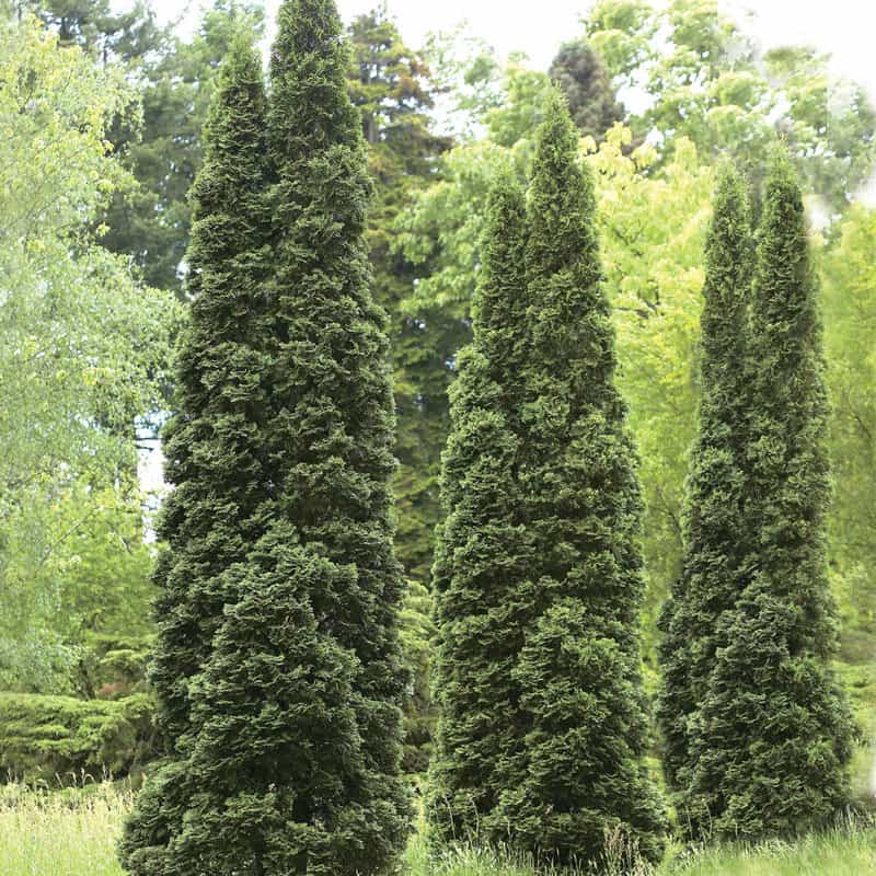 Green Giant Arborvitae Hedge