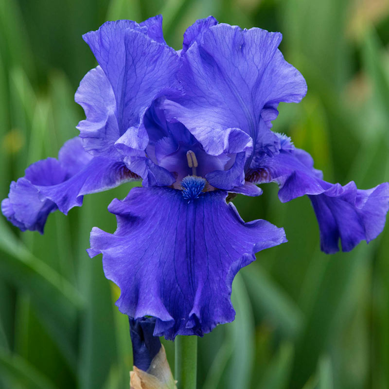 Perennial Iris Bulbs Blue White Flower Bearded Multiply Rapidly Fragrance Rare 