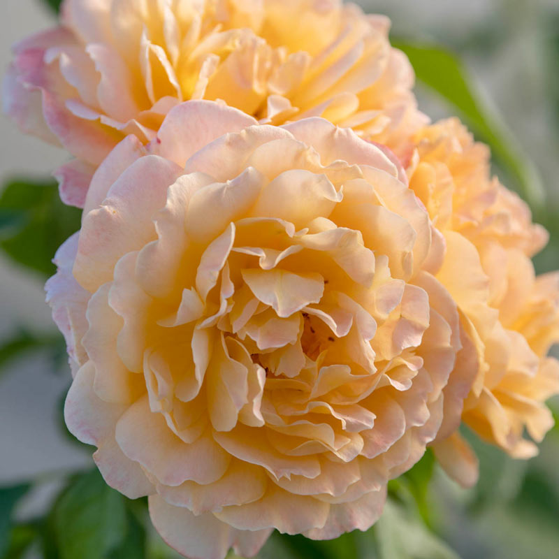 Forever Amber™ Floribunda Rose