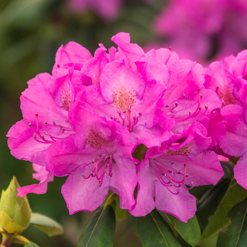 English Roseum Rhododendron