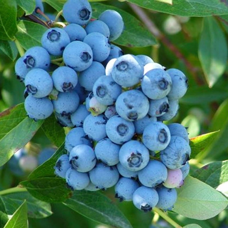 Blueberry Nelson